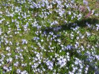 Scilla Hemfrid